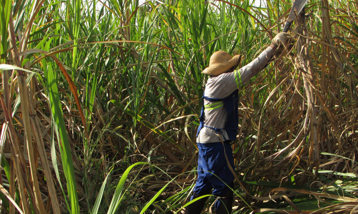 Trabalho realizado na mata em condições degradantes dá a empregada direito a indenização